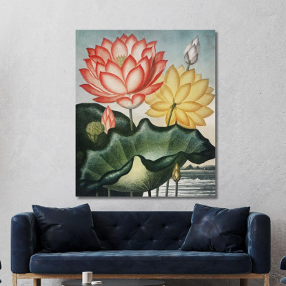 Il Sacro Fagiolo Egiziano Del Tempio Di Flora Robert John Thornton rjt29 quadro stampato su tela