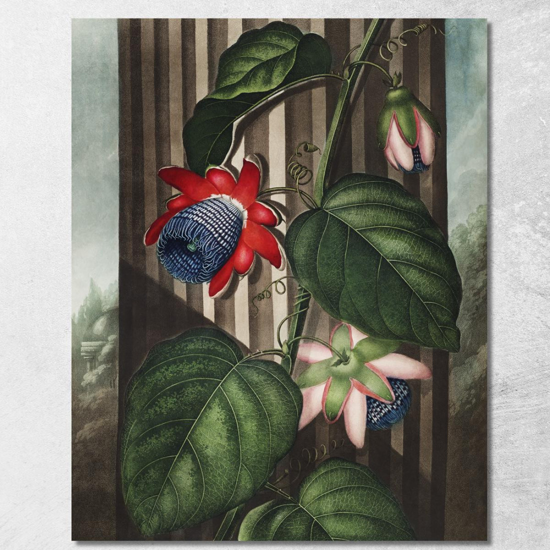 La Passiflora Alata Del Tempio Di Flora Robert John Thornton rjt32 quadro stampato su tela