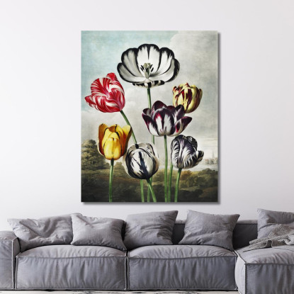 Tulipani Dal Tempio Di Flora Robert John Thornton rjt33 quadro stampato su tela