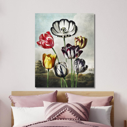 Tulipani Dal Tempio Di Flora Robert John Thornton rjt33 quadro stampato su tela